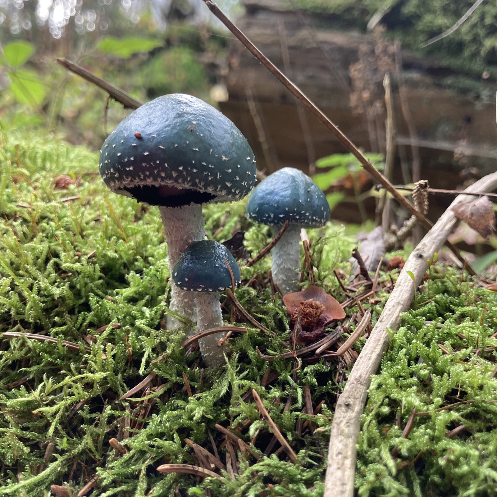Pilze zwischen Moos und Blättern